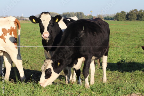 White Red of White black Frysian Holstein cows on a meadow photo