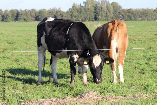 White Red of White black Frysian Holstein cows on a meadow