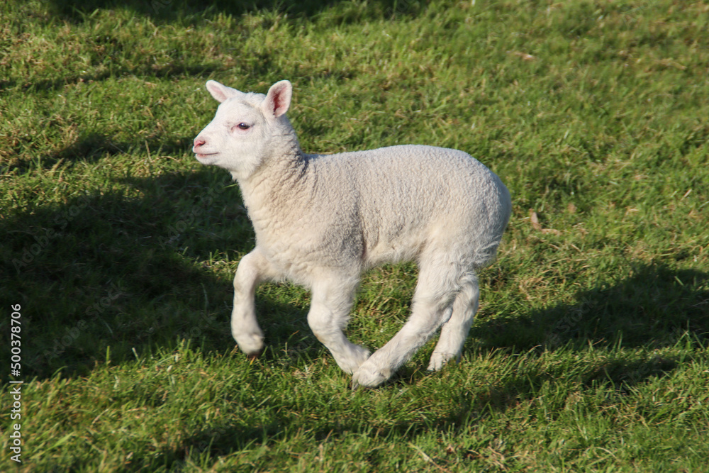 Lamb runnng and jumping on a meadow on the Zuidplaspolder in Nieuwerkerk aan den IJssel Lamb runnng and jumping on a meadow on the Zuidplaspolder in Nieuwerkerk aan den IJssel