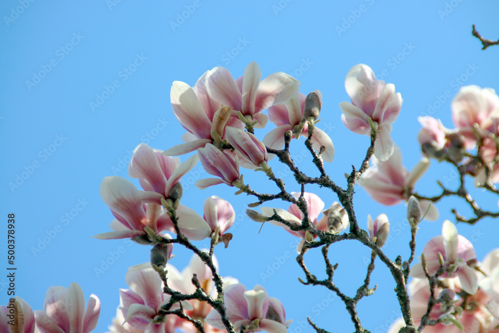 Magnolia blossom flowers in the sunlight in Nieuwerkerk aan den IJssel Magnolia blossom flowers in the sunlight in Nieuwerkerk aan den IJssel
