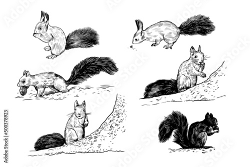 Realistic sketches of various squirrels. Vector black and white isolated drawings. Clip art.