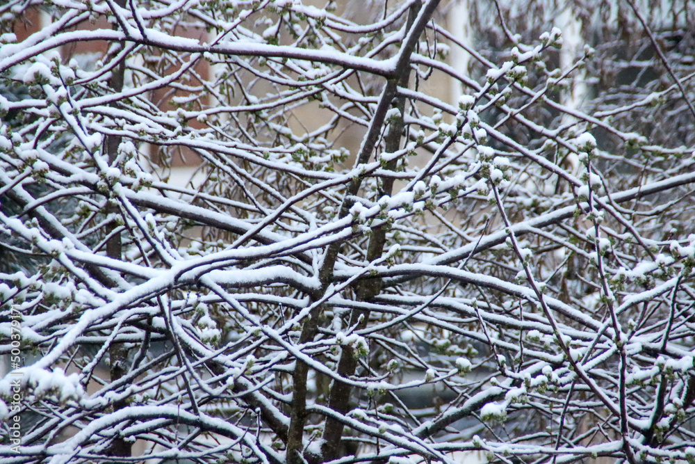 April snow on the 's-Gravenweg and its meadows in Nieuwerkerk April snow on the 's-Gravenweg and its meadows in Nieuwerkerk