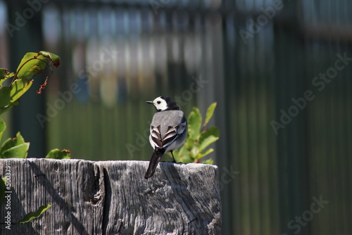 white wagtail (Motacilla alba) in a wooden pole at Nieuwerkerk aan den IJssel photo