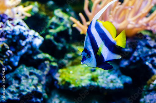 The pennant coralfish (Heniochus acuminatus), also known as the longfin bannerfish, reef bannerfish or coachman