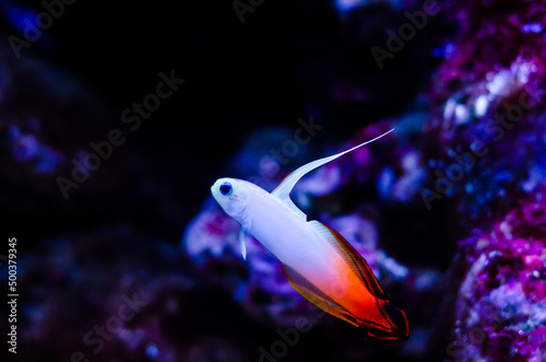 Nemateleotris magnifica, known by a variety of common names including fire goby, magnificent fire fish, fire dartfish, or red fire goby photo
