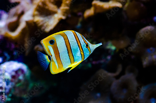 The copperband butterflyfish (Chelmon rostratus), also known as the beaked coral fish.