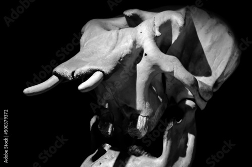 Elephant skull on a black background