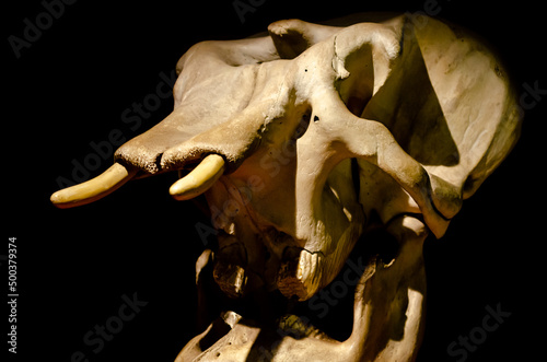 Elephant skull on a black background