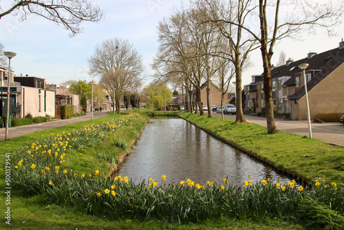 Daffodils along the side of a watering canal in Nieuwerkerk aan den IJssel photo