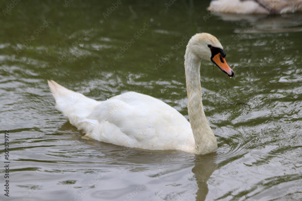 Wild Swans in the village of Nieuwerkerk aan den IJssel Wild Swans in the village of Nieuwerkerk aan den IJssel