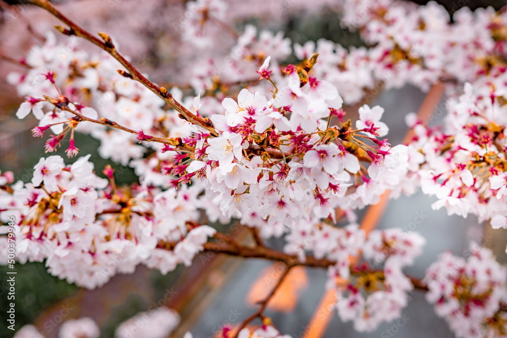 Full Bloom Sakura in Arakawa River Park in the Tokyo Metropolitan area ...