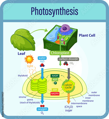 Diagram showing process of photosynthesis with plant and cells