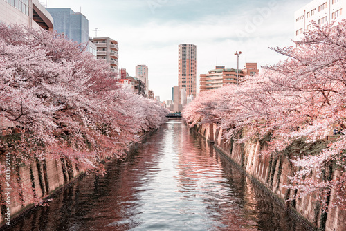 Fototapeta Naklejka Na Ścianę i Meble -  Tourist visiting Nakameguro on the side of Meguro river during early spring with full bloom cherry blossom (Sakura) for Cherry blossom viewing or Ohanami