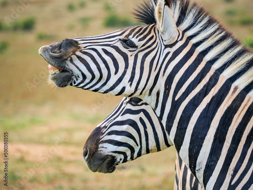 Plains zebra,  or common zebra, prev. Burchell's zebra. (Equus quagga prev. Equus burchellii) stallion exhibiting a flehmen response. Eastern Cape. South Africa