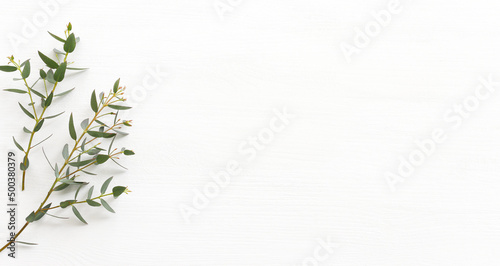 Top view image of eucalyptus over wooden white background. Flat lay