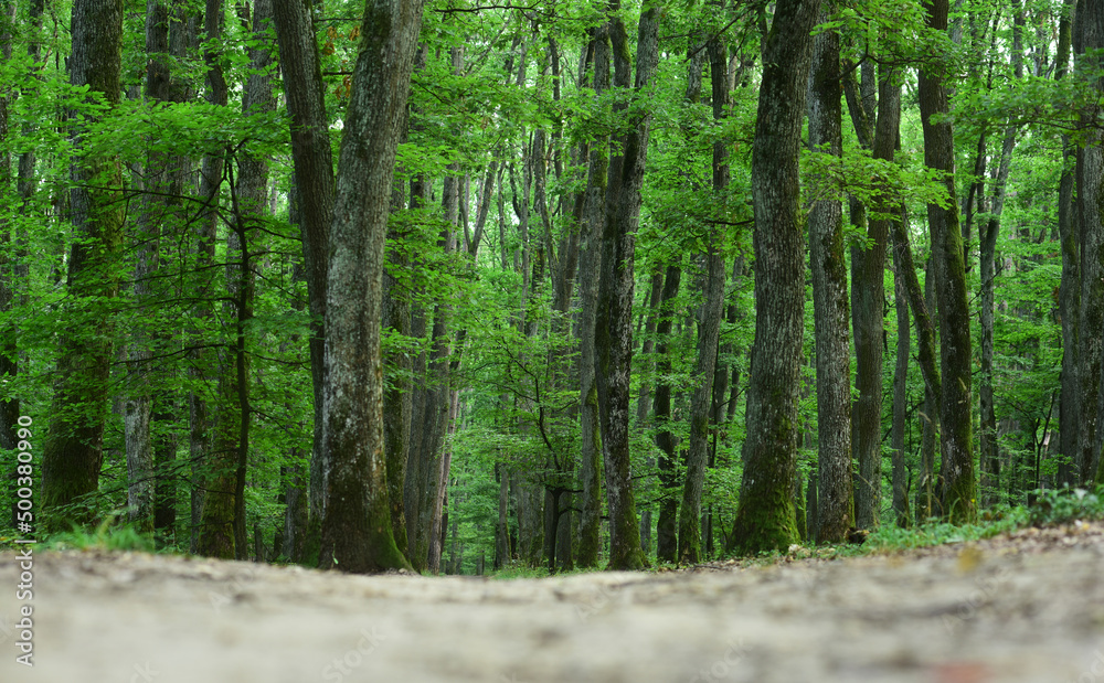 Obraz premium Tree forest on background. Plant organic texture.