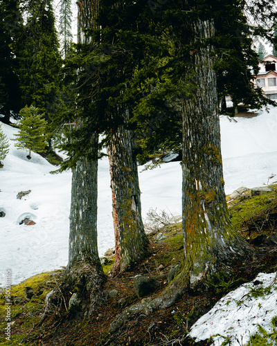 Trees in the forest filled with snow