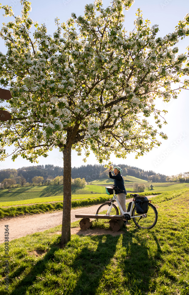 Naklejka premium blühender Apfelbaum im Sonnen Gegenlicht, Fahrrad Fahrerin riecht an den Blüten, Hochformat.