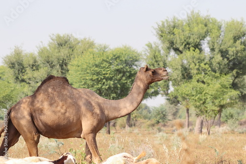 photo of A large size domestic camel walking in the field  india