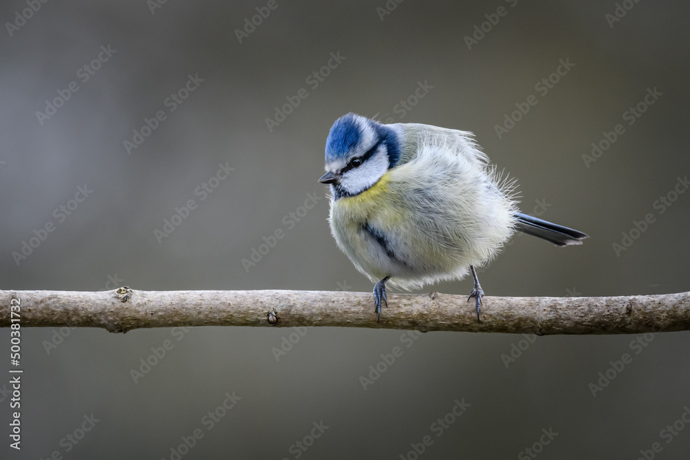 Obraz premium Blue Tit in sunlight perched on a branch
