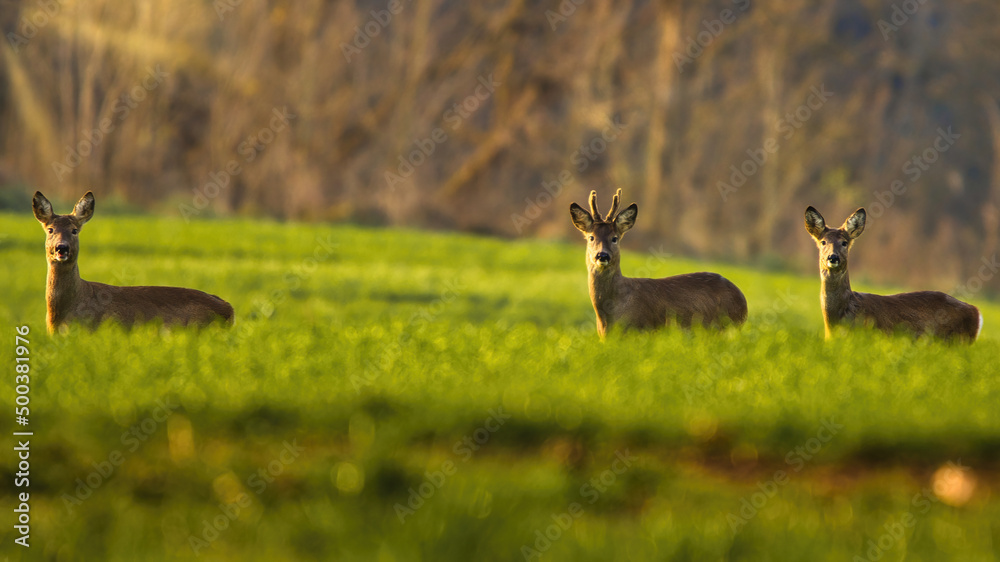 Drei Rehe stehen Aufmerksam in einem Feld in der Morgensonne Drei Rehe stehen Aufmerksam in einem Feld in der Morgensonne