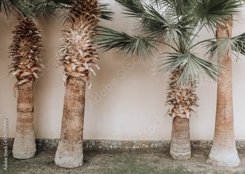 Four palm trees near the empty wall. The pink facade of the building with palms.