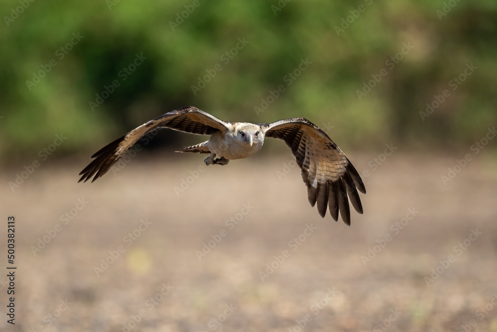 The osprey or more specifically the western osprey (Pandion haliaetus) — also called sea hawk, river hawk, and fish hawk — is a diurnal, fish-eating bird of prey with a cosmopolitan range. The osprey or more specifically the western osprey (Pandion haliaetus) — also called sea hawk, river hawk, and fish hawk — is a diurnal, fish-eating bird of prey with a cosmopolitan range.