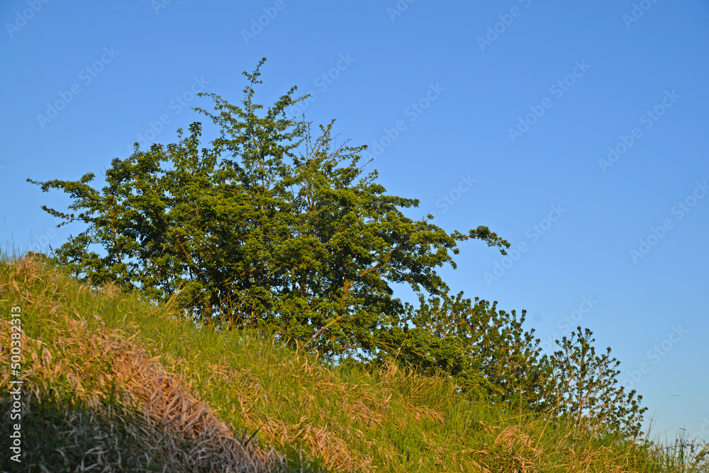 Tree , bush, hill. Nature and the rays of the sun. Clear sky. Tree , bush, hill. Nature and the rays of the sun. Clear sky.