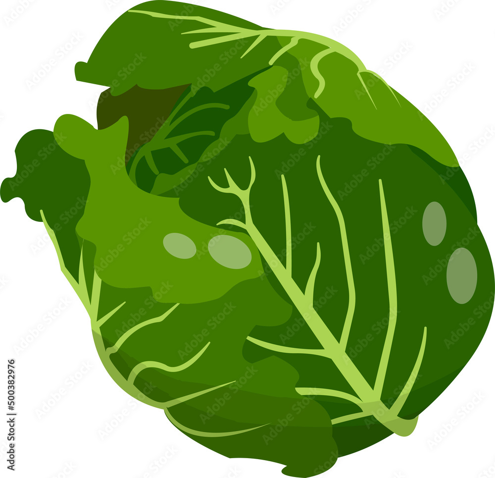 Green Cabbage. Flat design vector illustration of white cabbage on green background Green Cabbage. Flat design vector illustration of white cabbage on green background
