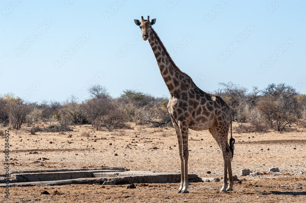 Obraz premium One Angolan Giraffe - Giraffa giraffa angolensis near a waterhole in Etosha national park, Namibia.