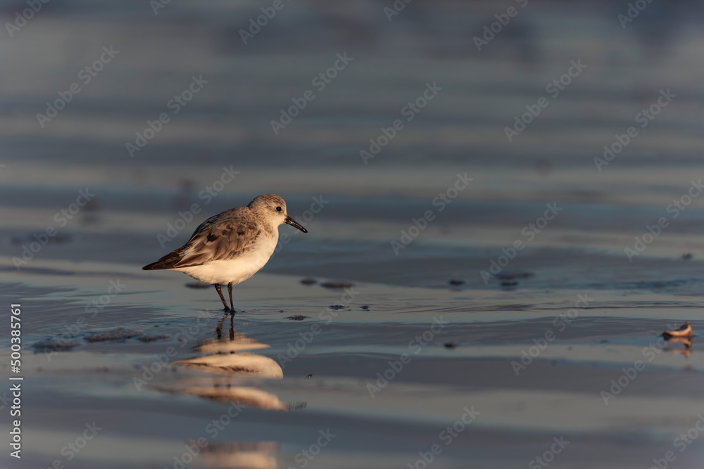 Shorebird Sanderling Calidris alba in search of food on a sandy beach in Morbihan, France Shorebird Sanderling Calidris alba in search of food on a sandy beach in Morbihan, France