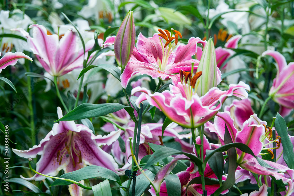 pink and white flowers