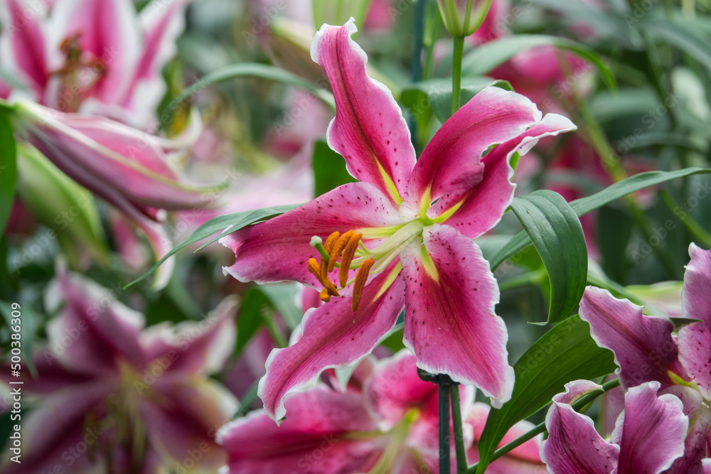 pink lily flower pink lily flower
