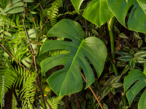 monstera leaves in the forest