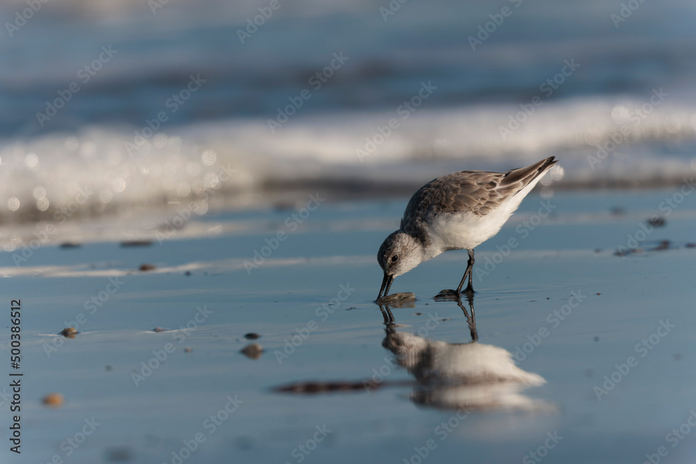 Fototapeta premium Shorebird Sanderling Calidris alba in search of food on a sandy beach in Morbihan, France