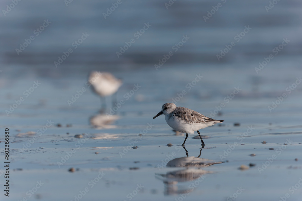 Shorebird Sanderling Calidris alba in search of food on a sandy beach in Morbihan, France Shorebird Sanderling Calidris alba in search of food on a sandy beach in Morbihan, France