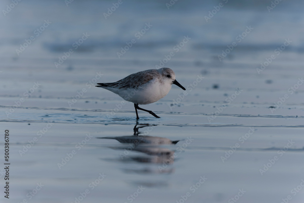 Shorebird Sanderling Calidris alba in search of food on a sandy beach in Morbihan, France Shorebird Sanderling Calidris alba in search of food on a sandy beach in Morbihan, France