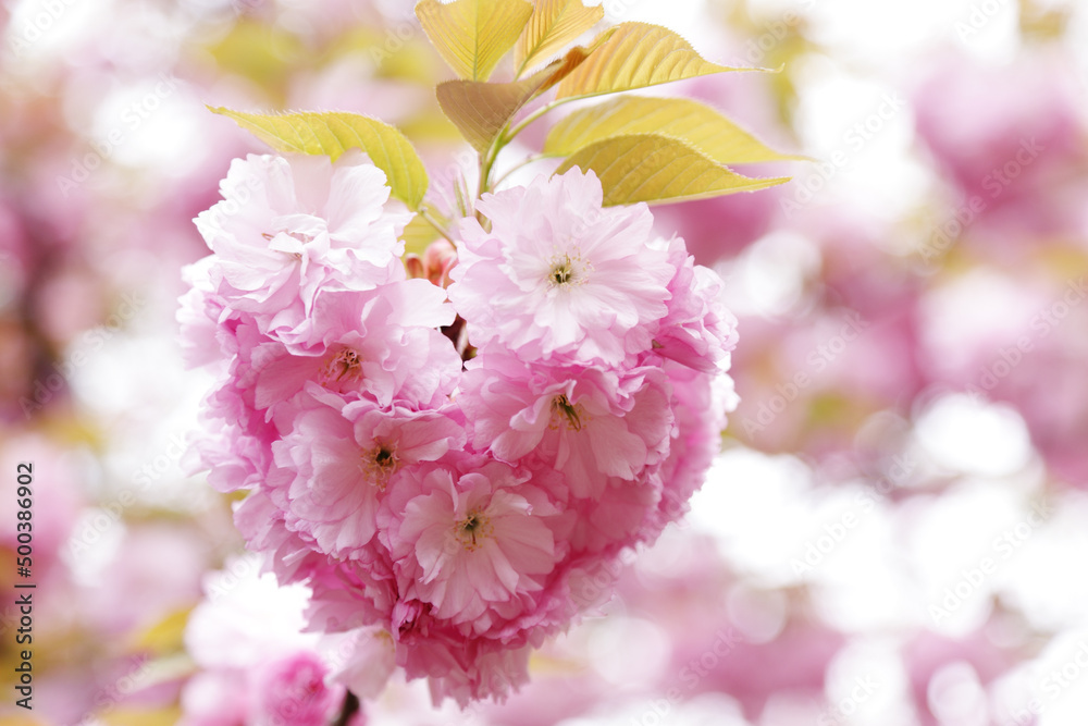 ハート型の八重桜
