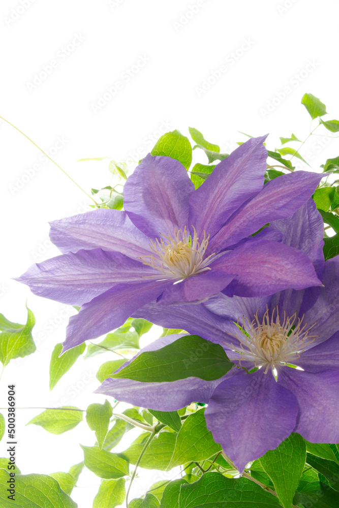 白背景の鉄線の花 Stock 写真 Adobe Stock