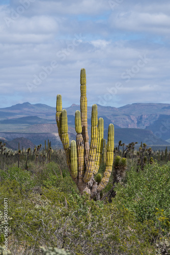 Big beautiful tall cactus against mountains on background, Mexico