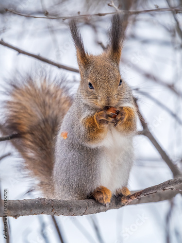The squirrel with nut sits on tree in the winter or late autumn © Dmitrii Potashkin