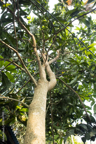 A mango plant from bottom to top