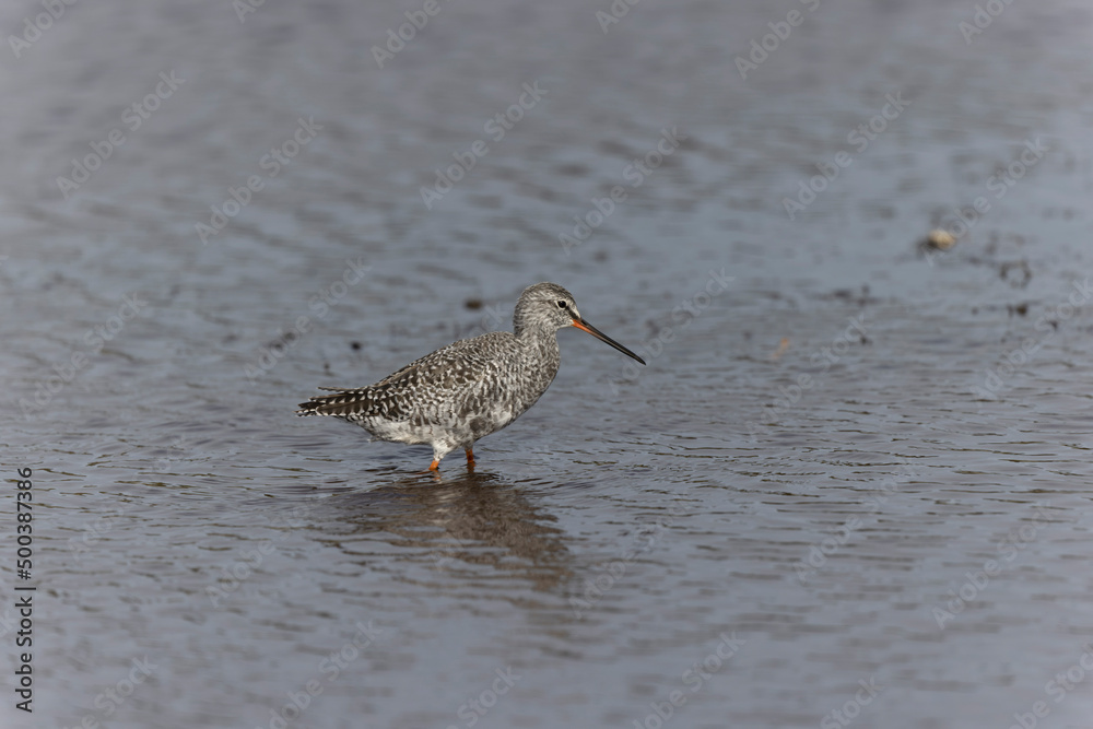 Common Redshank Tringa erythropus wading in a salt water pond in Morbihan, Bretagne Common Redshank Tringa erythropus wading in a salt water pond in Morbihan, Bretagne