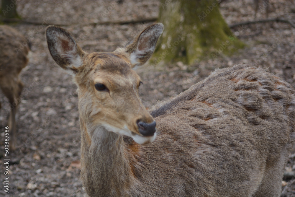 A deer standing under a tree in Tripsdrill, southern Germany A deer standing under a tree in Tripsdrill, southern Germany
