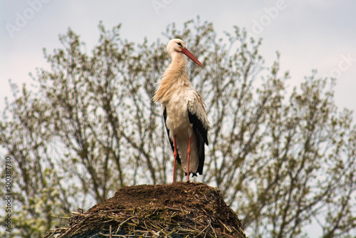 stork returning to its nest in the spring months, the stork's nest