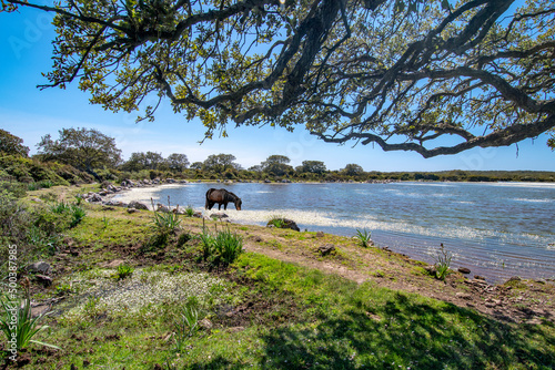 Fototapeta Naklejka Na Ścianę i Meble -  Giara horse (Equus ferus caballus) or Achetta pony in the cork oak forest, Giara di Gesturi, Sardinia, Italy - Foto stock
