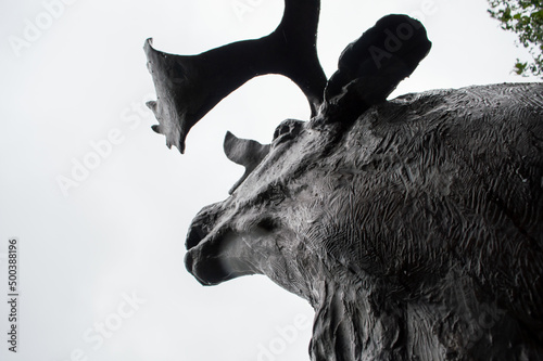 Moose