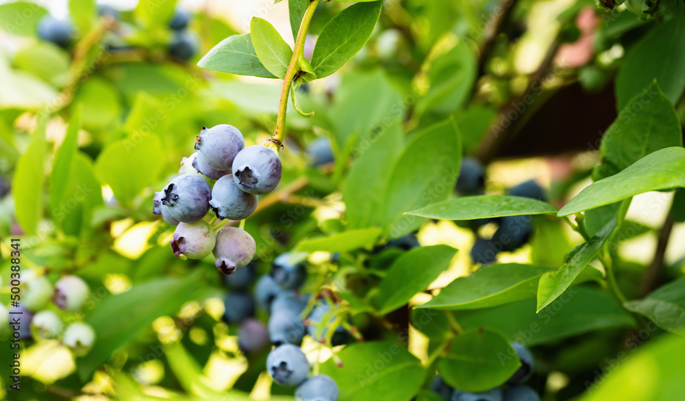 Ripe blueberries (Vaccinium Corymbosum) in homemade garden. Fresh bunch of natural fruit growing on branch on farm. Close-up. Organic farming, healthy food, BIO viands, back to nature concept. Ripe blueberries (Vaccinium Corymbosum) in homemade garden. Fresh bunch of natural fruit growing on branch on farm. Close-up. Organic farming, healthy food, BIO viands, back to nature concept.