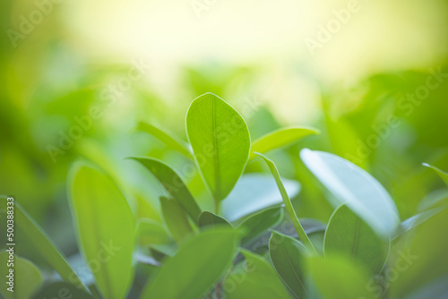Natural green leaves white background.Natural green leaves plants using as spring background cover page environment ecology or greenery wallpaper