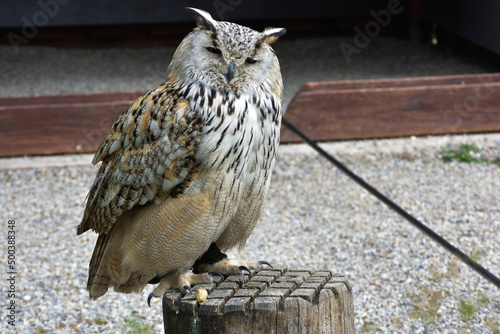 A Eurasian Eagle Owl perched on a branch.